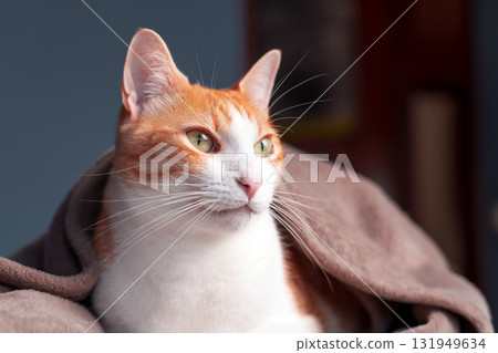 Ginger and white cat lying covered with blanket in room. Close-up 131949634