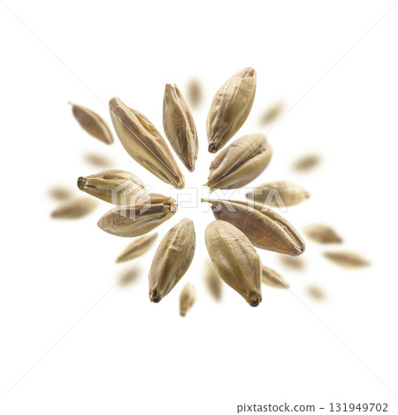 Barley malt grains levitate on a white background 131949702