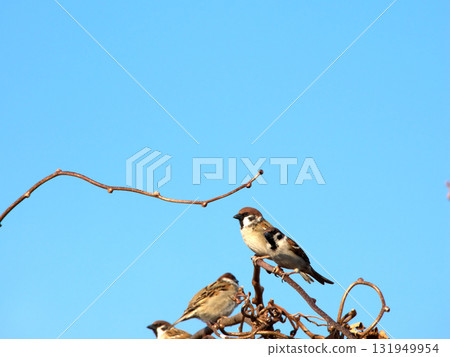 A sparrow perched on a branch against a blue sky 131949954