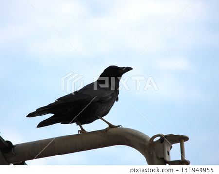 Crows perched on a light 131949955
