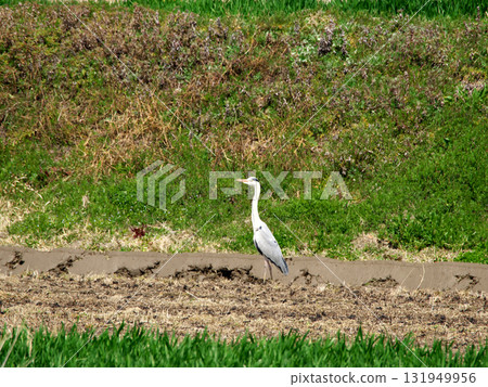 Herons looking for food in the rice fields Herons looking for food in the rice fields 131949956