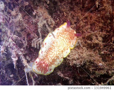 薩拉薩海牛 131949961