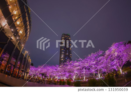 櫻花樹和摩天大樓的夜景 櫻花樹和摩天大樓的夜景 131950039