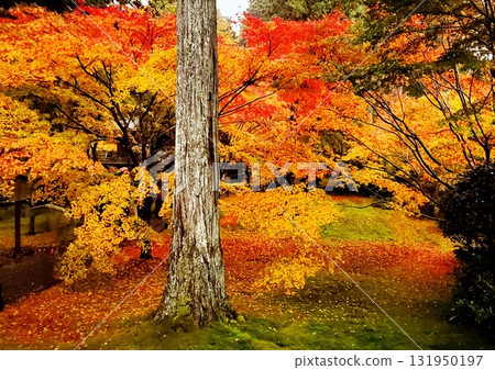 京都的紅葉，三千院的紅葉 131950197