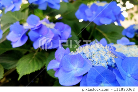 Hydrangea 3 Blue-purple 131950368