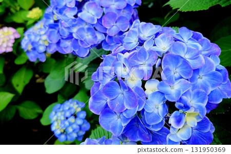 Hydrangea 2 Blue-purple Hydrangea 2 Blue-purple 131950369