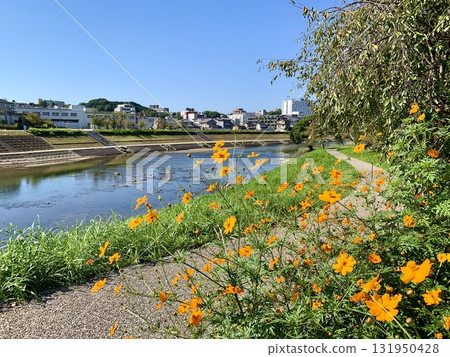 Yellow cosmos flowers blooming along the banks of the Oto River under the clear blue autumn sky (Oto River Green Space, Okazaki City, Aichi Prefecture) Yellow cosmos flowers blooming along the banks of the Oto River under the clear blue autumn sky (Oto River Green Space, Okazaki City, Aichi Prefecture) 131950428