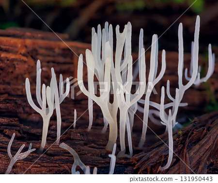 Ivory coral - Ramariopsis kunzei is a type of fungus. It is also known as white coral because its branched structure resembles sea coral Ivory coral - Ramariopsis kunzei is a type of fungus. It is also known as white coral because its branched structure resembles sea coral 131950443