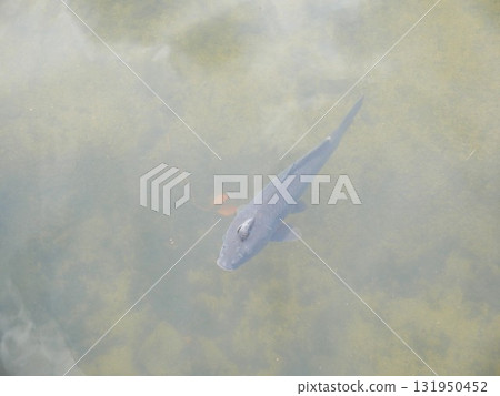 A black koi 131950452