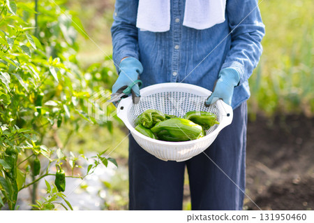 一名婦女正在收割蔬菜 131950460