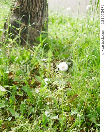 樹下的蒲公英02 131950472