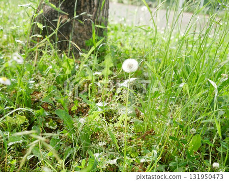 樹下的蒲公英03 131950473
