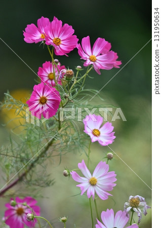 開花在秋天花壇的桃紅色波斯菊花 開花在秋天花壇的桃紅色波斯菊花 131950634