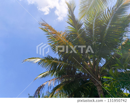 Low-angle view of lush green palm fronds reaching towards a bright, sunny day. Low-angle view of lush green palm fronds reaching towards a bright, sunny day. 131950742