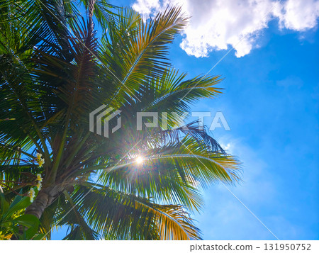 Low-angle view of lush green palm fronds reaching towards a bright, sunny day. Low-angle view of lush green palm fronds reaching towards a bright, sunny day. 131950752