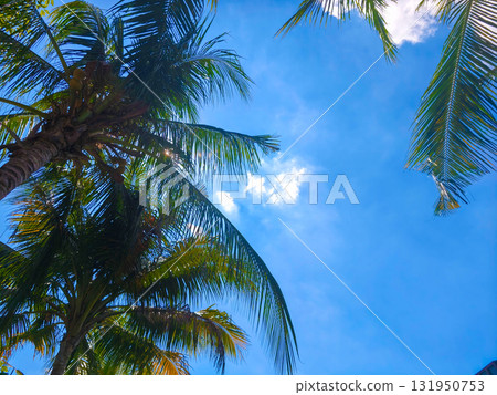 Low-angle view of lush green palm fronds reaching towards a bright, sunny day. 131950753