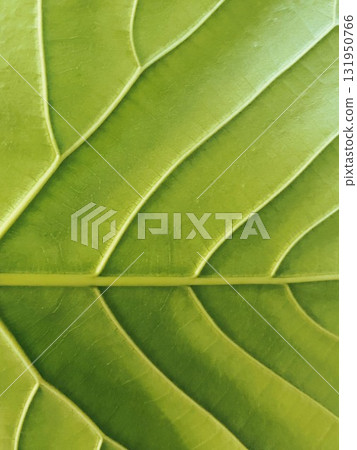 室內植物 Ficus umbellata 68 葉下方可見的葉組織 131950766