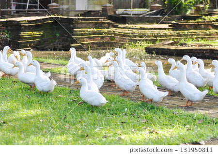 duck or ducks on the farm , farm animal 131950811