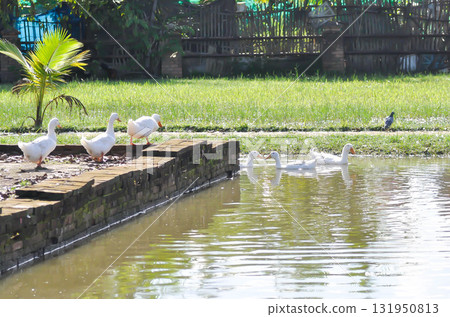 duck or ducks on the farm , farm animal 131950813