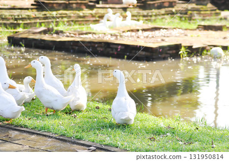 duck or ducks on the farm , farm animal 131950814