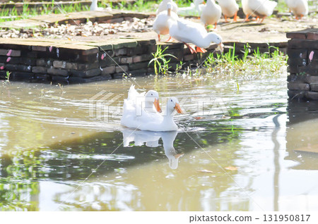 duck or ducks on the farm , farm animal 131950817