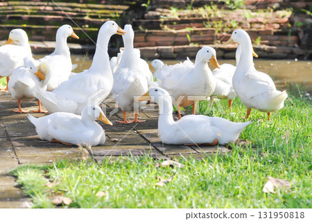 duck or ducks on the farm , farm animal 131950818