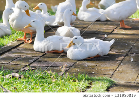 duck or ducks on the farm , farm animal 131950819