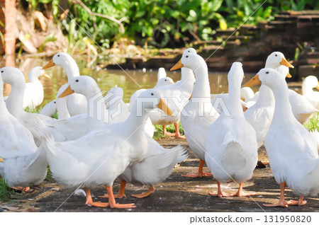 duck or ducks on the farm , farm animal duck or ducks on the farm , farm animal 131950820