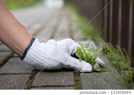 Hand removing weeds from paving slabs in garden with greenery nearby Hand removing weeds from paving slabs in garden with greenery nearby 131950844