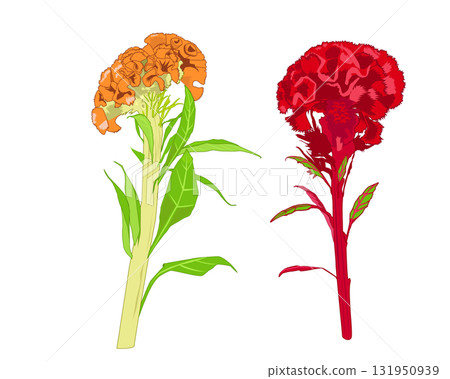 Orange and red celosia Orange and red celosia 131950939