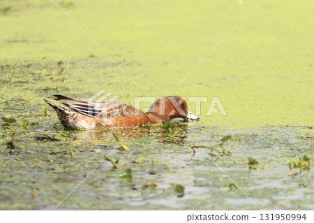Male Wigeon floating on the water Male Wigeon floating on the water 131950994