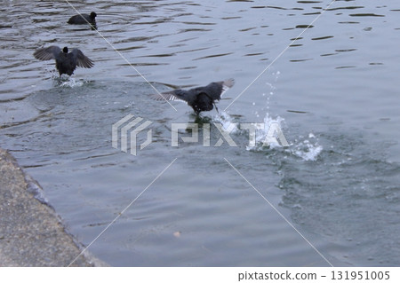 福岡縣福岡市野鳥的天堂－大濠公園 131951005