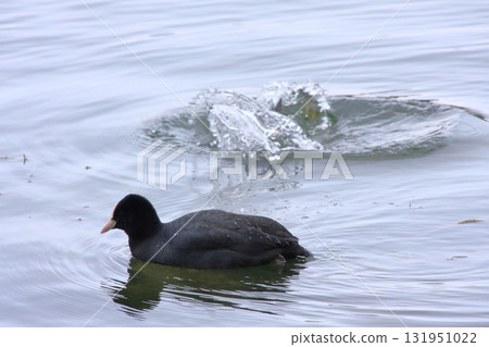Ohori Park, a paradise for wild birds in Fukuoka City, Fukuoka Prefecture 131951022
