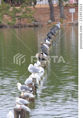 Ohori Park, a paradise for wild birds in Fukuoka City, Fukuoka Prefecture 131951023