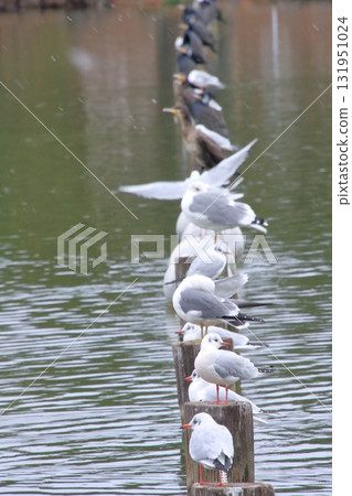 福岡縣福岡市野鳥的天堂－大濠公園 131951024