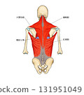 背部淺層肌肉 131951049