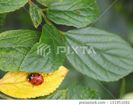 黃葉上的七星瓢蟲 - 鳥瞰圖，左下角 131951082