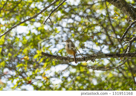 Female Daurian Redstart perched on a branch in an autumn forest Female Daurian Redstart perched on a branch in an autumn forest 131951168