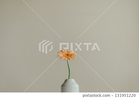 非洲菊鮮花插在花瓶裡 非洲菊鮮花插在花瓶裡 131951220