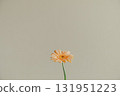 gerbera flowers in a vase gerbera flowers in a vase 131951223