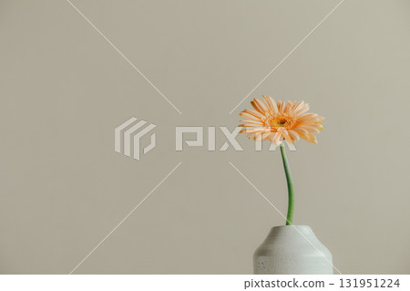 非洲菊鮮花插在花瓶裡 非洲菊鮮花插在花瓶裡 131951224