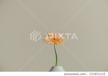 非洲菊鮮花插在花瓶裡 非洲菊鮮花插在花瓶裡 131951225