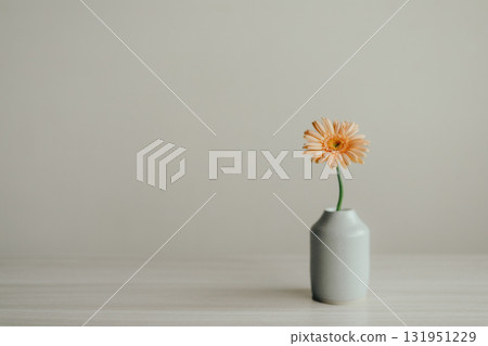 非洲菊鮮花插在花瓶裡 非洲菊鮮花插在花瓶裡 131951229