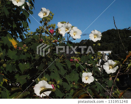 沐浴在藍天和陽光下的白色芙蓉花和花蕾（早晨的單朵芙蓉花） 131951248