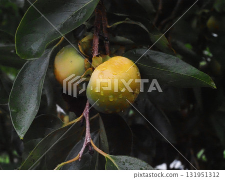 Persimmons after the rain (autumn persimmons turning color) Persimmons after the rain (autumn persimmons turning color) 131951312
