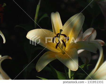 A single yellow lily (a cream-yellow Concador bathed in sunlight filtering through the trees) 131951331