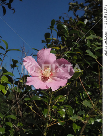 Pink hibiscus flowers bathed in sunlight (autumn sky and hibiscus flowers and buds) 131951375
