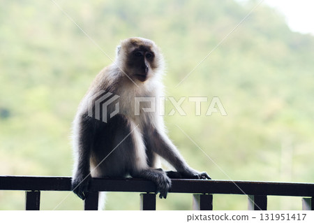 Monkey sitting on a railing at a nature reserve in the early afternoon, surrounded by green foliage and distant mountains 131951417