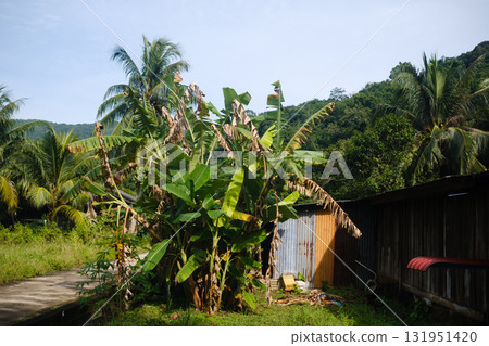 Lush tropical garden with banana plants and rustic wooden shed under clear blue sky in remote area Lush tropical garden with banana plants and rustic wooden shed under clear blue sky in remote area 131951420