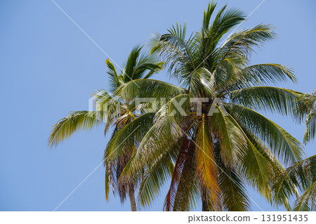 Palm trees sway gently under a clear blue sky on a sunny day in a tropical paradise near the beach, creating a peaceful atmosphere for relaxation and leisure 131951435